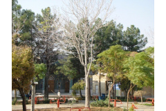 مسجد واحد خواهران
