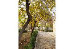 پاییز دانشکده واحد خواهران10